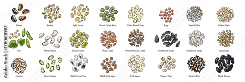 Vector food illustration colorful hand drawn Beans, cereals
