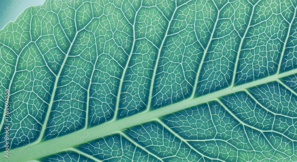 Obraz premium Beautiful Blue Green Plant Leaf A Macro Close-up of Intricate Veins and Cell Mosaic