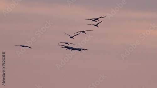 Great egret (Ardea alba), also known as the common egret, large egret or (in the Old World) great white heron in a sunset over a lake. 
