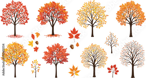 Autumn trees and colorful fall leaves vector illustration with acorns, seasonal foliage design, decorative nature artwork for autumn projects