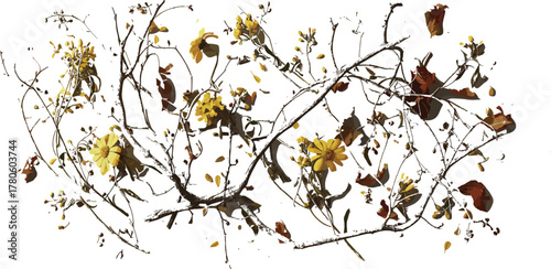 Elegant flowering tree branch with yellow blossoms and brown leaves isolated on white background, seasonal botanical illustration for decorative design