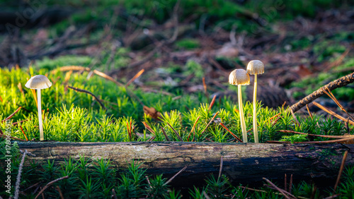 Zarte Helmlinge im Waldlicht – Pilze auf Moos im Herbstwald