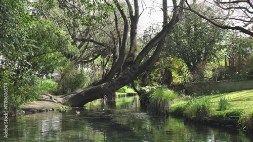 Few ducks are swimming and diving in a calm river that flows peacefully in a quiet neighborhood urban park, with surrounding trees, fresh green lawn and a peaceful environment. a 4K video clip.
