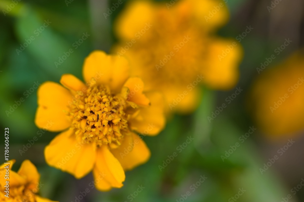 Fototapeta premium Bright yellow marigold flowers blooming in a garden during the warm summer days