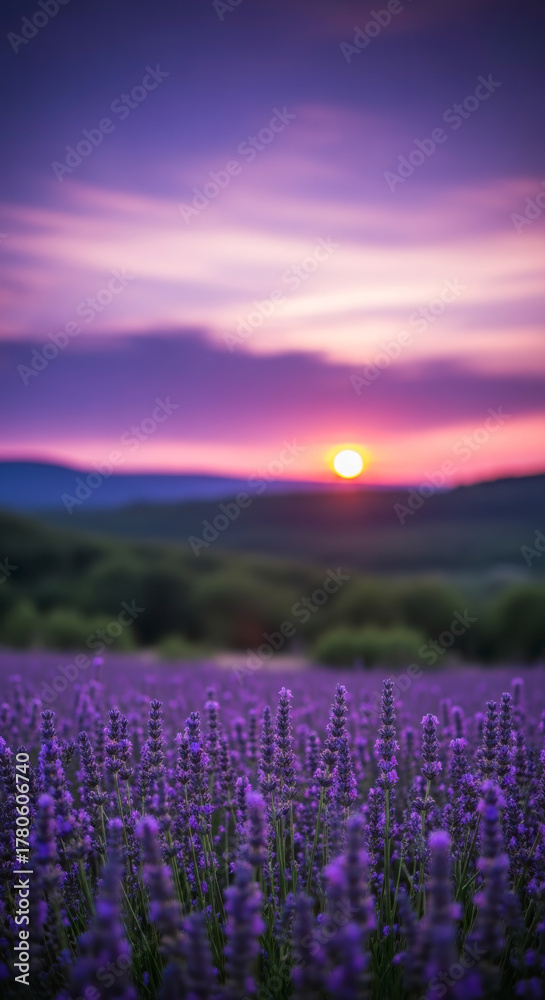 Fototapeta premium Artistic Lavender Field Sunset Vibrant Purple Hues Under a Serene, Colorful Sky. Peaceful Nature Beauty.