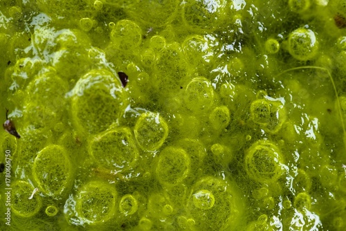 Close up view of vibrant green algae covering a wet surface in nature, showcasing bubbles and texture during a sunny day