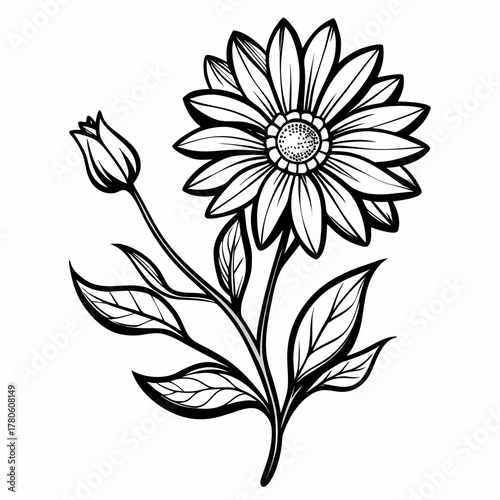 Photos gazania hybrids trailing  line art on white background