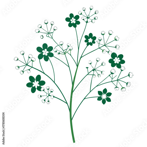 gypsophila paniculata overtime flower   line art on white background