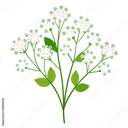 gypsophila paniculata overtime flower vector on white background