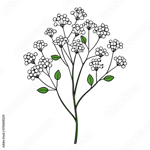 gypsophila paniculata overtime    on white background