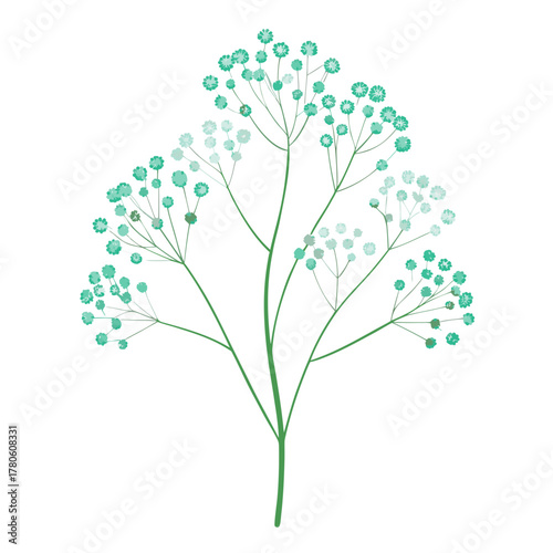 gypsophila paniculata overtime on white background