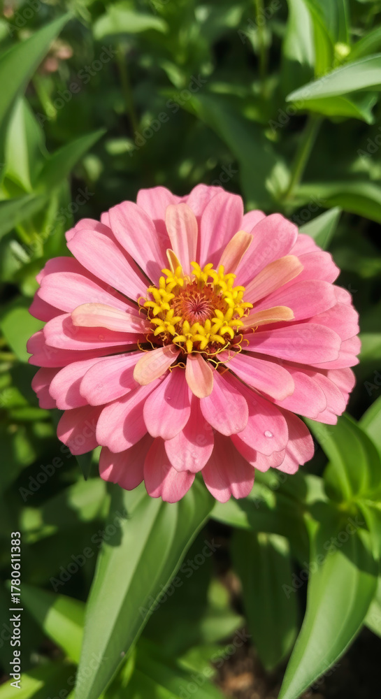 Fototapeta premium A Stunning Pink Zinnia Flower with Golden Center, Captured Close-up in Lush Green Garden.