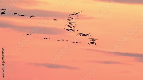 Common Cranes or Eurasian Cranes (Grus Grus) flying in the air during sunset near Diepholz in Germany during the autumn migration. 