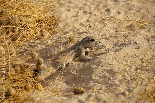 Close-up of an African ground squirrel, a rodent with a large bushy tail in Namibia, lying on the sandy ground in front of its burrow, Africa. 