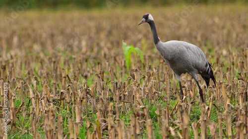 Common Cranes or Eurasian Cranes (Grus Grus) feeding and resting in a field near Diepholz in Germany during the autumn migration. 