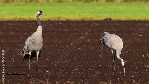 Common Cranes or Eurasian Cranes (Grus Grus) feeding and resting in a field near Diepholz in Germany during the autumn migration. 