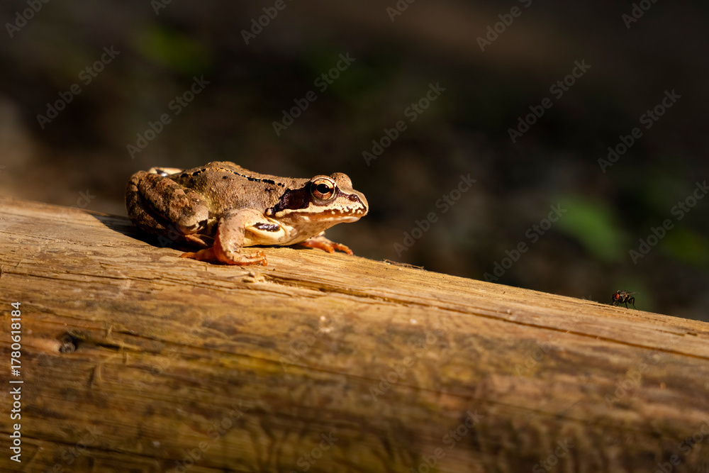 Naklejka premium Close-up of a brown frog resting on a fallen dry tree trunk in natural habitat.