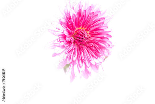 chrysanthemum flower on a long stem on a white background is insulated