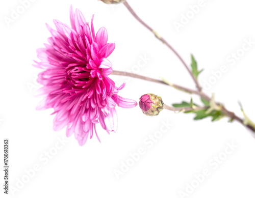 chrysanthemum flower on a long stem on a white background is insulated