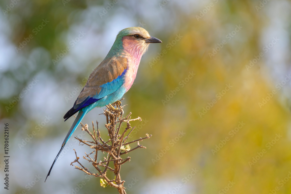 Fototapeta premium Lilac-breasted Roller (Coracias caudatus) perched on branch, Kruger National Park, South Africa.