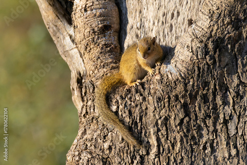 Tree squirrel (Paraxerus cepapi) sitting in a tree, in evening sun, Kruger National Park, South Africa.