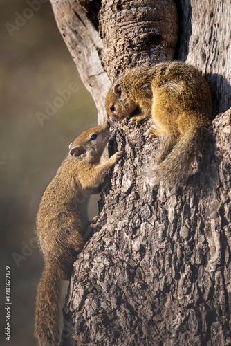Tree squirrel (Paraxerus cepapi) sitting in a tree, playing together, Kruger National Park, South Africa.