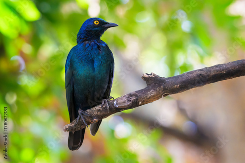 Cape Glossy Starling (Lamprotornis nitens) perched on a branch, Kruger national park, Limpopo, South Africa.