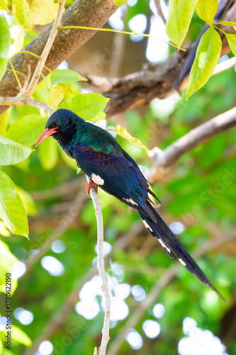 Green wood-hoopoe (Phoeniculus purpureus) perched in tree, Kruger national park, South Africa.