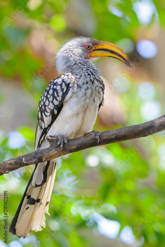Southern Yellow-billed Hornbill (Tockus leucomelas) perched in tree, Kruger National Park, South Africa.
