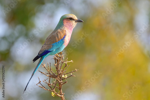 Lilac-breasted Roller (Coracias caudatus) perched on branch, Kruger National Park, South Africa.