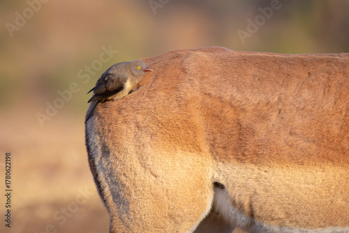 Red-billed Oxpecker (Buphagus erythrorynchus) sitting on the back of an impala (Aepyceros melampus), Kruger National Park, Mpumalanga, South Africa