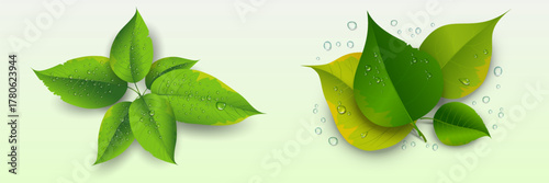 Natural leaf composition with dew drops, eco freshness concept