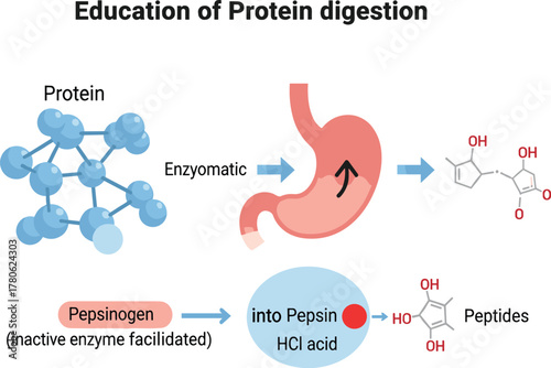 Protein Digestion Process – Enzymatic Breakdown from Pepsinogen Activation to Peptides in Stomach with HCl and Pepsin Action
