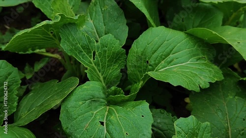 Wallpaper Mural Footage of fresh green mustard plants in the field, showing healthy growth and natural farming. Ideal for agricultural videos or nature backgrounds. Torontodigital.ca