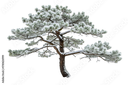 Pine tree with snow on needles in winter landscape