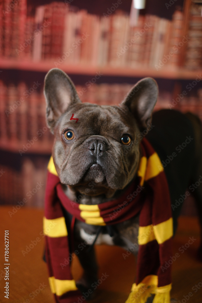 Fototapeta premium A charming bulldog in a striped scarf against a background of books. A funny dog in a carnival costume.