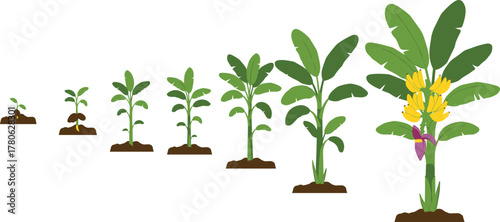 Banana plant growth stages, sprout to mature tree, tropical agriculture, farming cycle, fruit development, educational botany illustration, green leaves, soil base, natural progression,