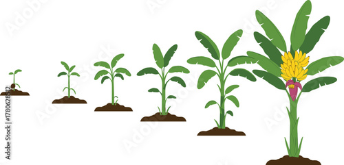 Banana plant growth stages, agricultural life cycle illustration, tropical fruit development process, educational botany diagram, farming cultivation concept, biology learning resource