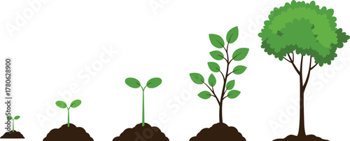Plant growth stages illustration, sprout seedling young plant small tree mature tree, nature life cycle concept, biology education infographic, environmental science learning resource vector