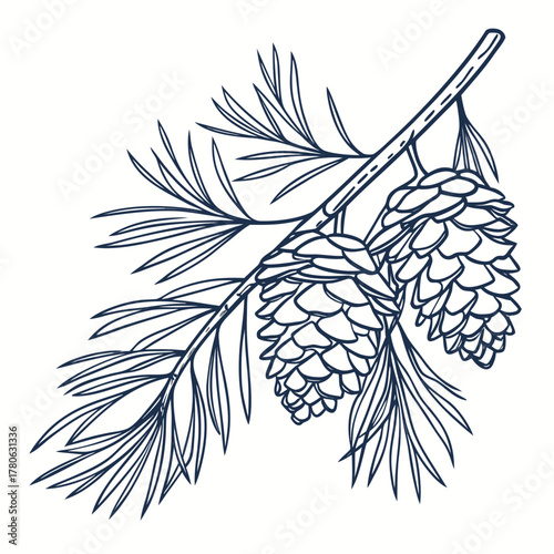 Hand drawn pine branch with cones