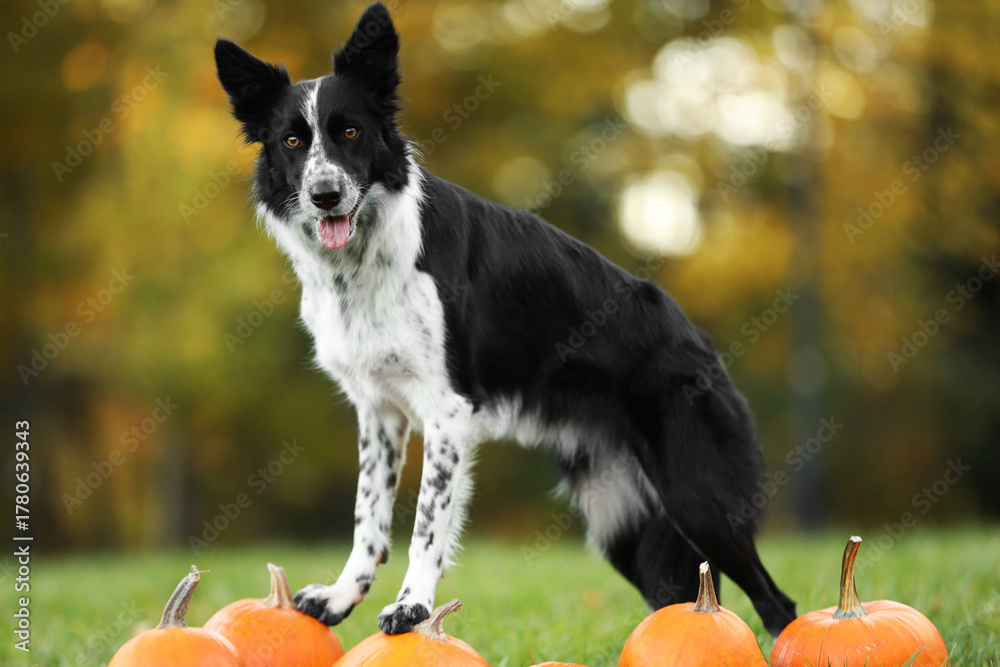 custom made wallpaper toronto digitalCute Border Collie dog and pumpkins in autumn park
