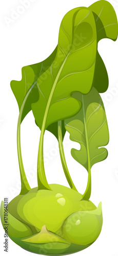 Cartoon raw ripe kohlrabi bulb, isolated fresh vegetable with leafy greens. Gardening, farming, health, organic food, organic nutrition for vegetarian or vegan diet. Vector garden plant, farm produce