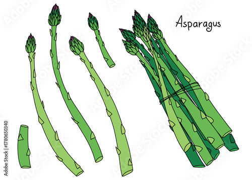 Fresh green asparagus illustration, healthy vegetable bundle and stalks isolated on white