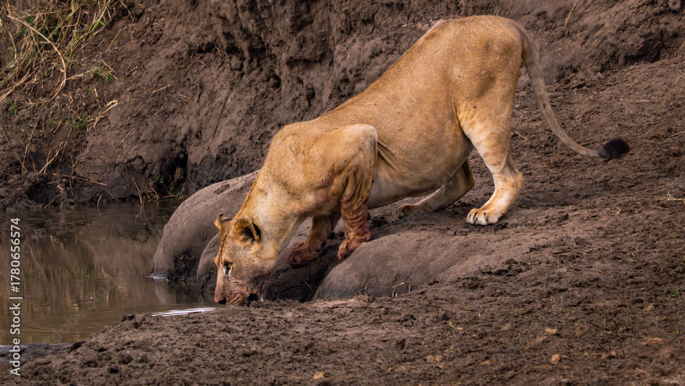 Naklejka premium Safari en Tanzanie : lionne qui boit