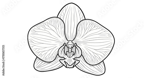 Exquisite rendition of an elegant orchid bloom presented in line art
