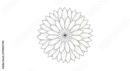 Floral arrangement of petals, elegant line art drawing for design work