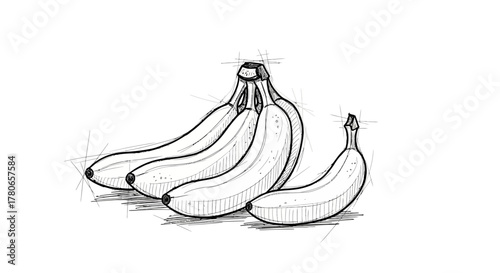 Graphic bananas bunch still life sketch, tropical fruit illustration