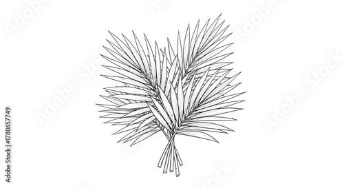 Hand-drawn botanical illustration of palm leaves isolated on white backdrop