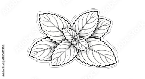 Intricate mint foliage sketch, detailed leaf venation and black outline
