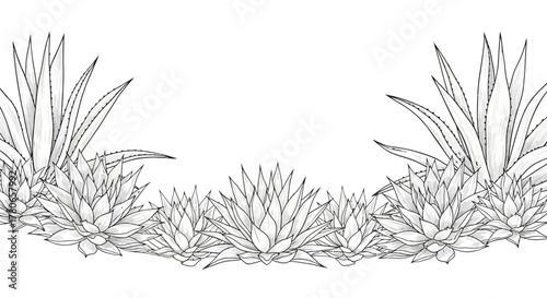 Line art agave plants in a row with blank space perfect for design element